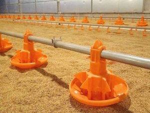 Broiler pan feeding system 